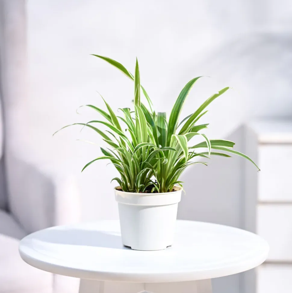 Chlorophytum Spider Plant