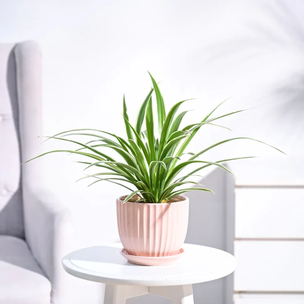 Chlorophytum Spider Plant