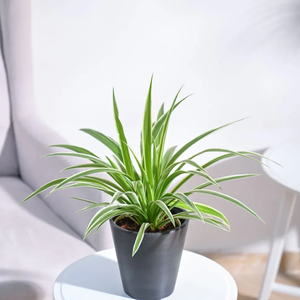 Chlorophytum Spider Plant
