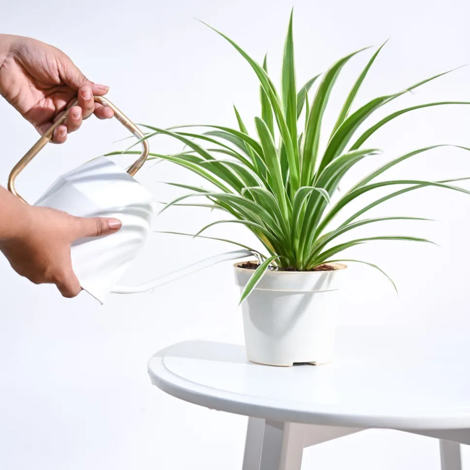 Chlorophytum Spider Plant