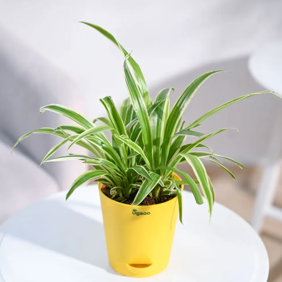 Chlorophytum Spider Plant
