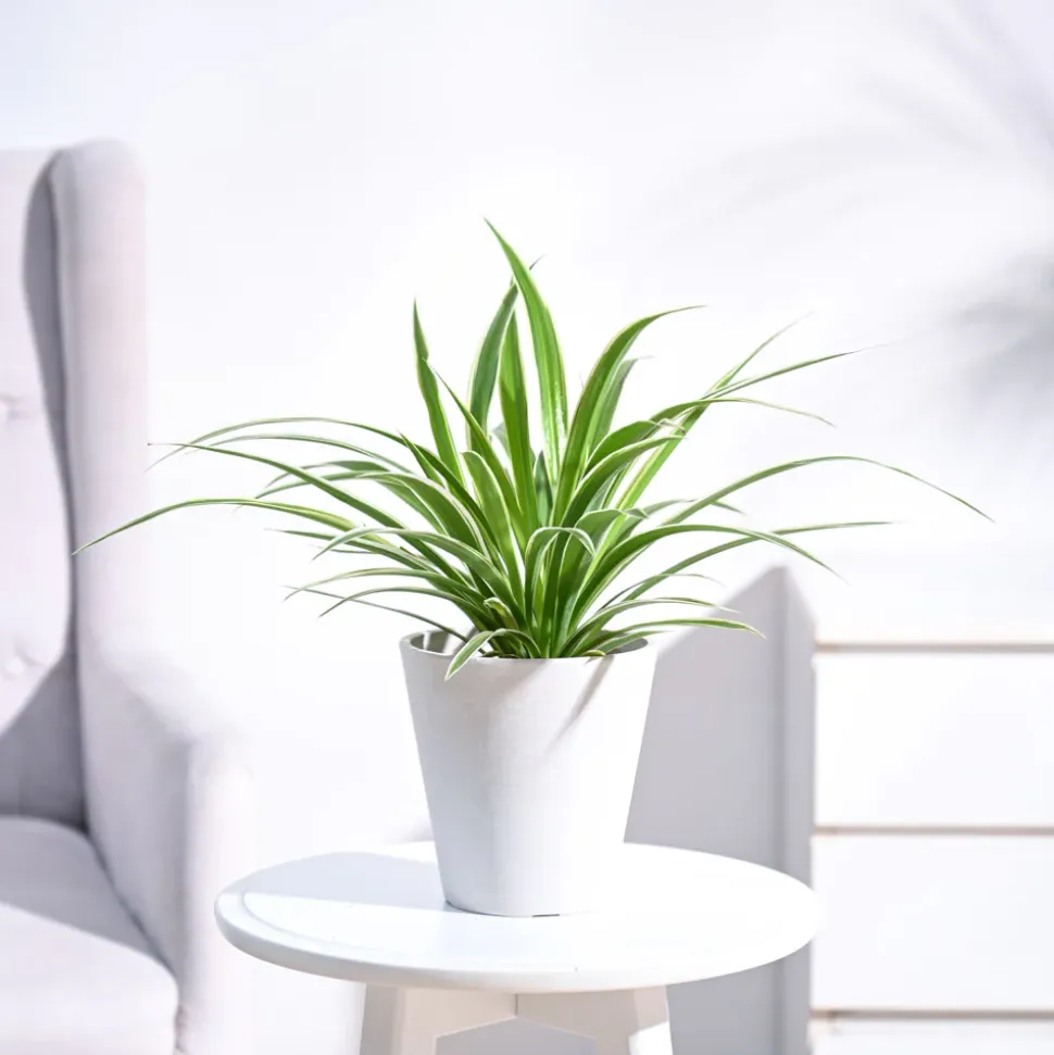 Chlorophytum Spider Plant