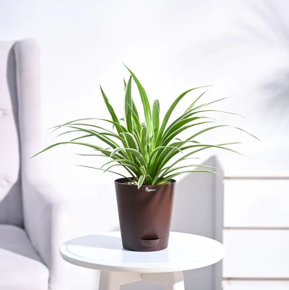 Chlorophytum Spider Plant