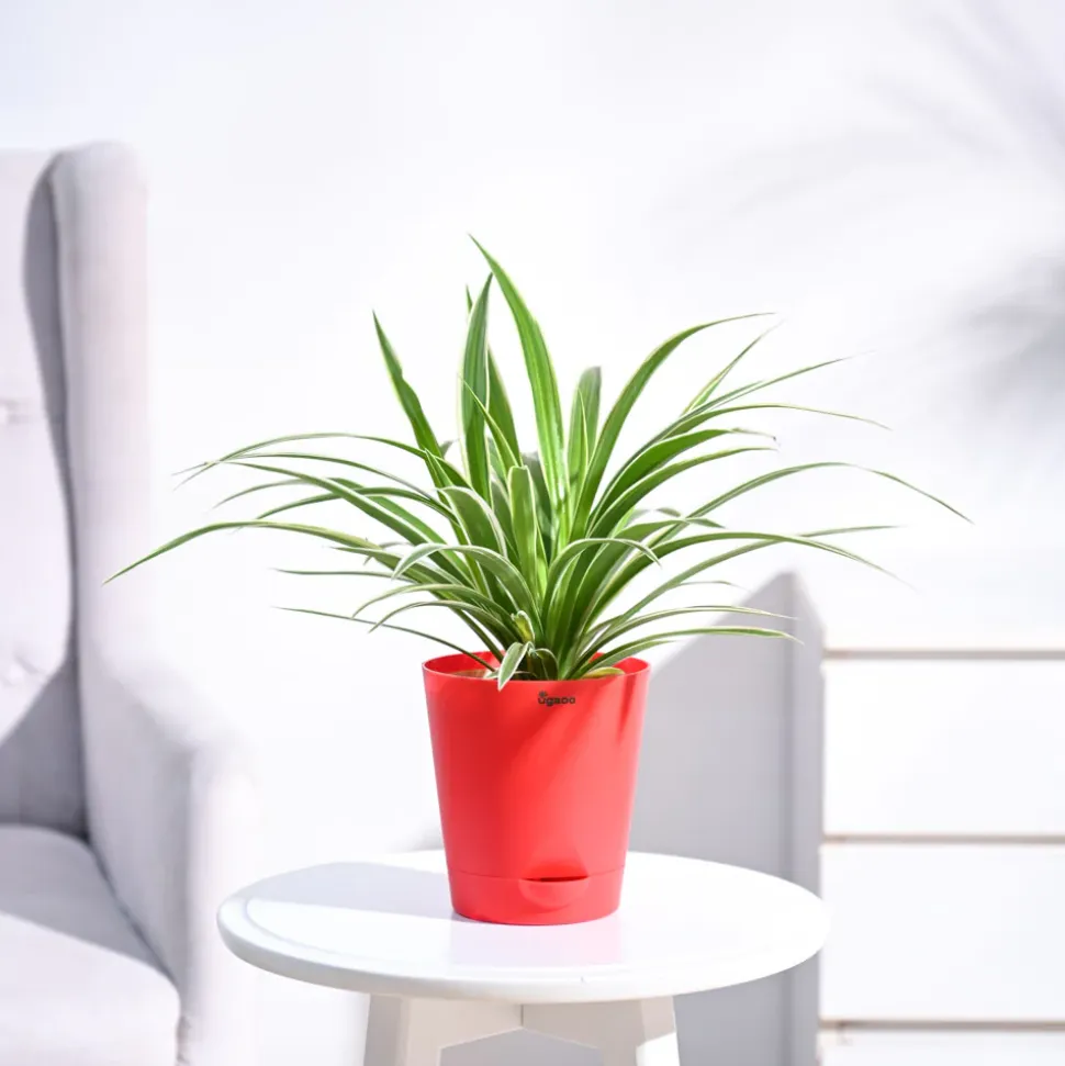 Chlorophytum Spider Plant