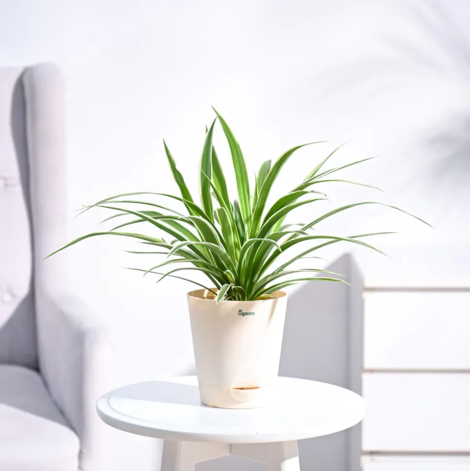 Chlorophytum Spider Plant