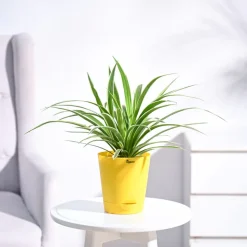 Chlorophytum Spider Plant