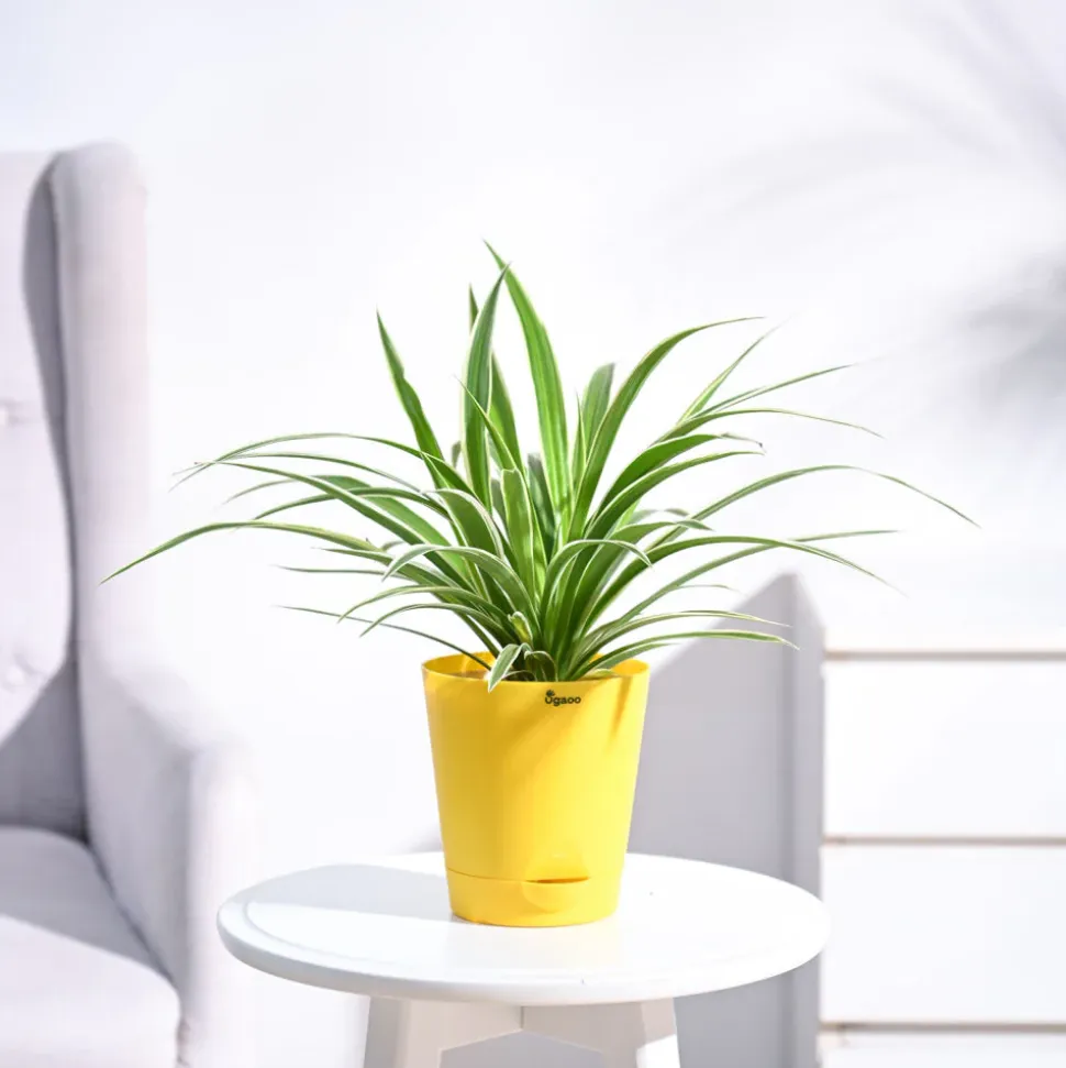 Chlorophytum Spider Plant