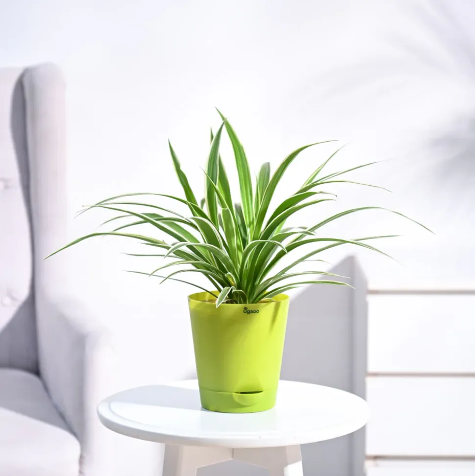 Chlorophytum Spider Plant