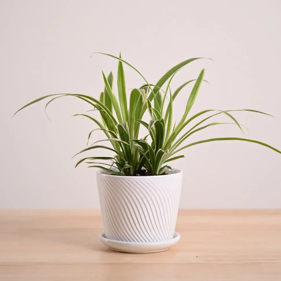 Chlorophytum Spider Plant