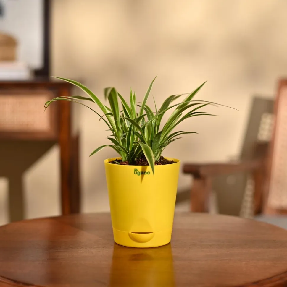 Chlorophytum Spider Plant