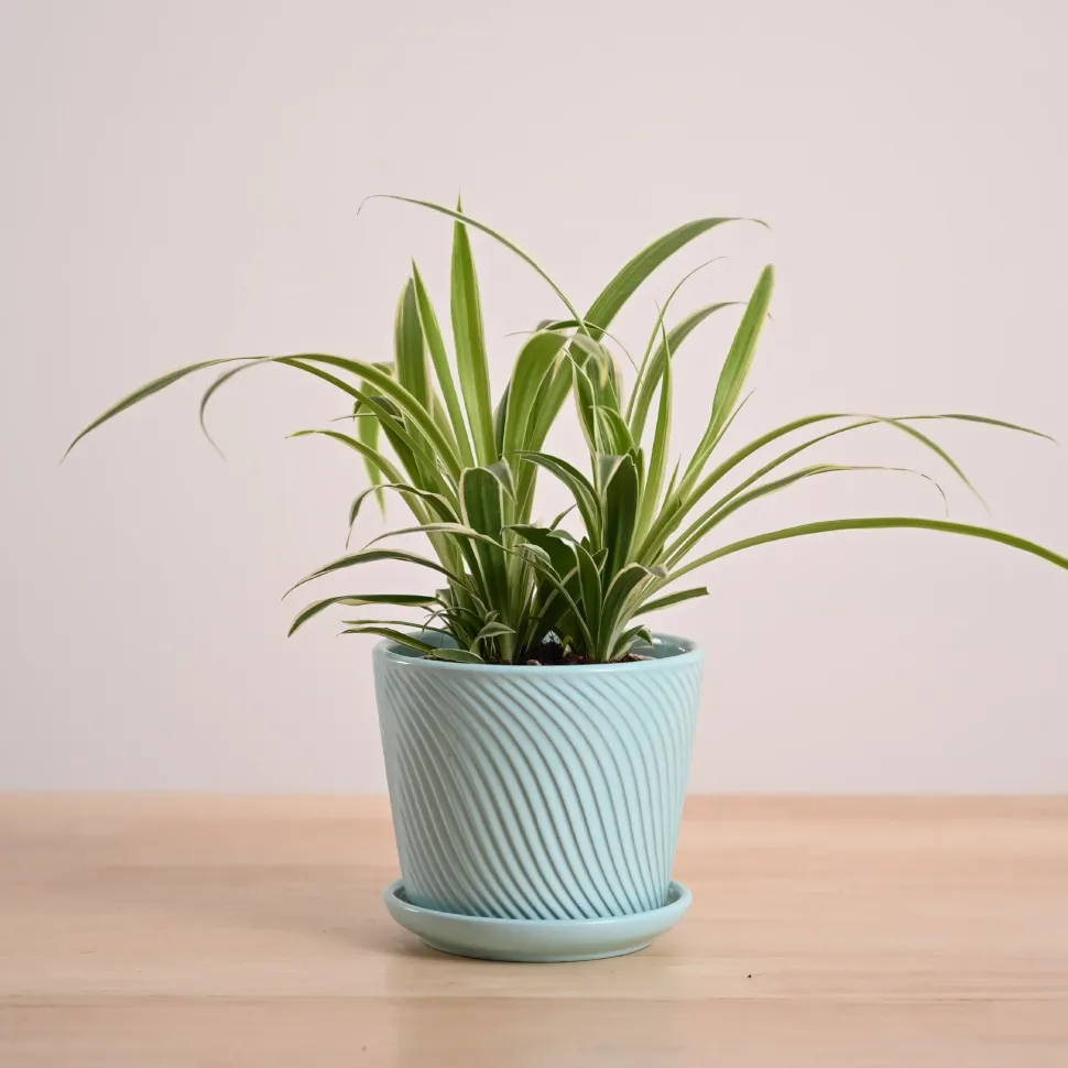 Chlorophytum Spider Plant
