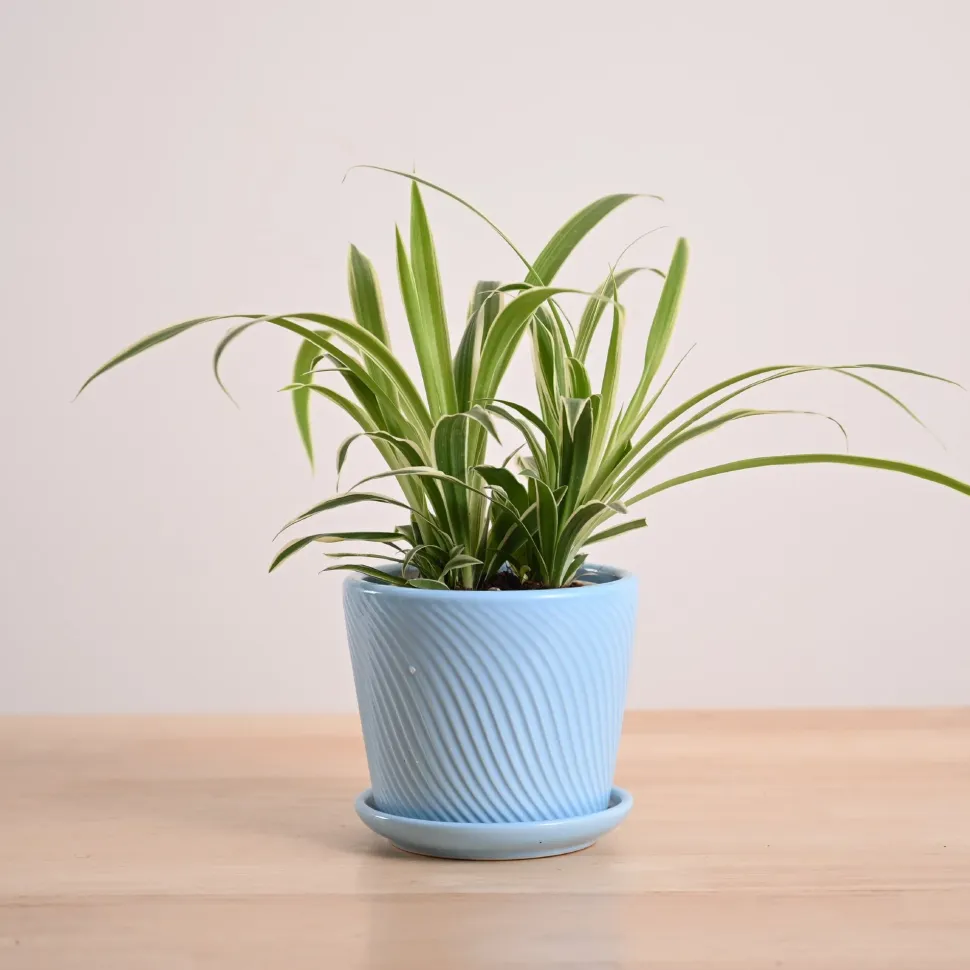 Chlorophytum Spider Plant