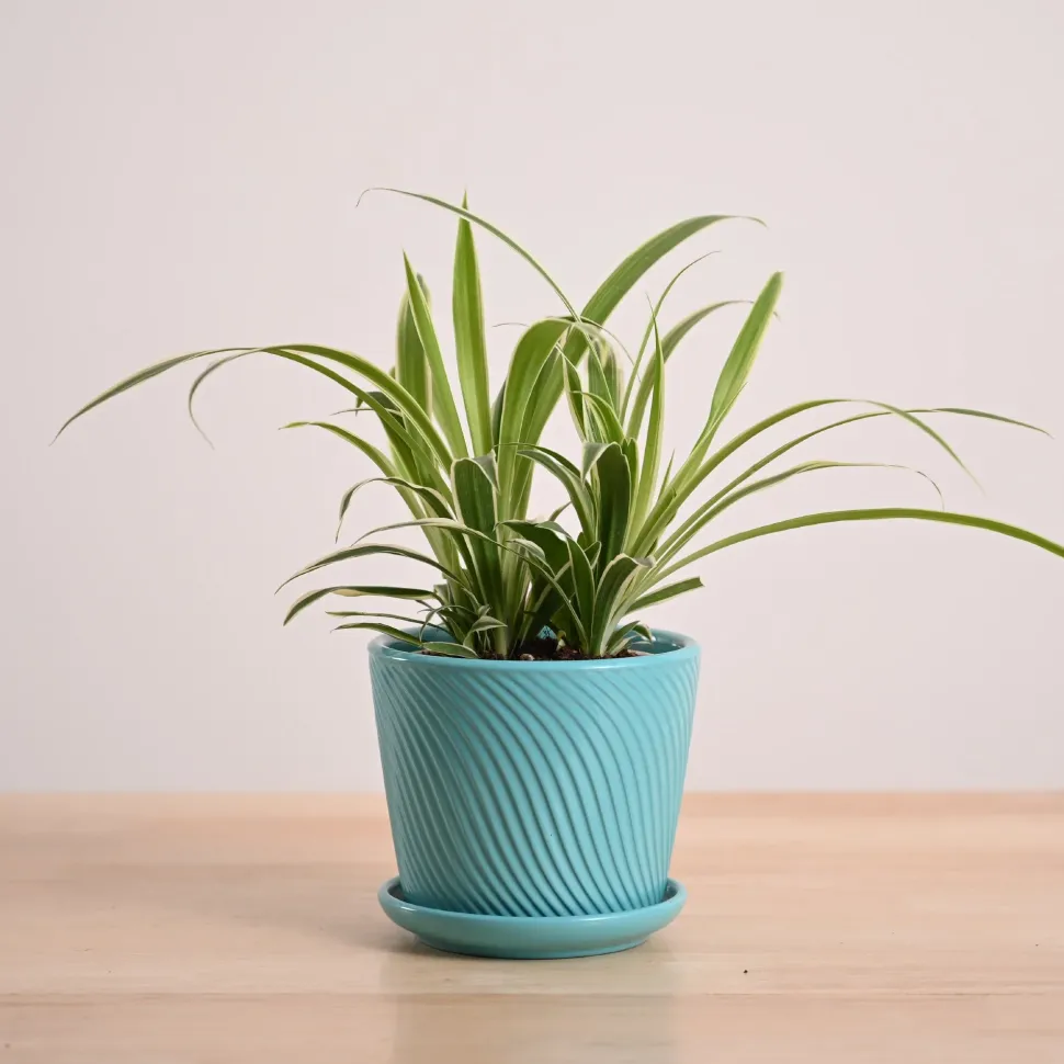 Chlorophytum Spider Plant