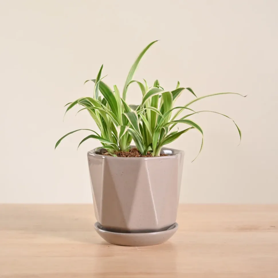 Chlorophytum Spider Plant