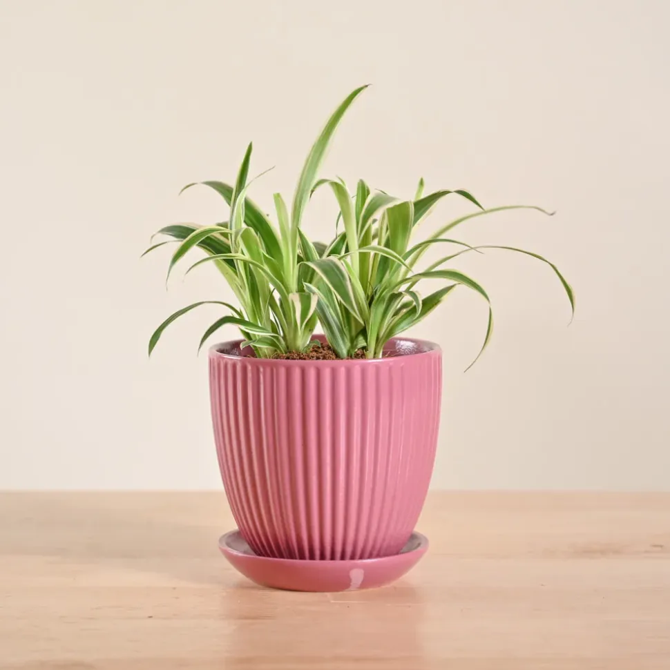 Chlorophytum Spider Plant