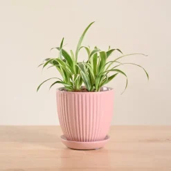 Chlorophytum Spider Plant