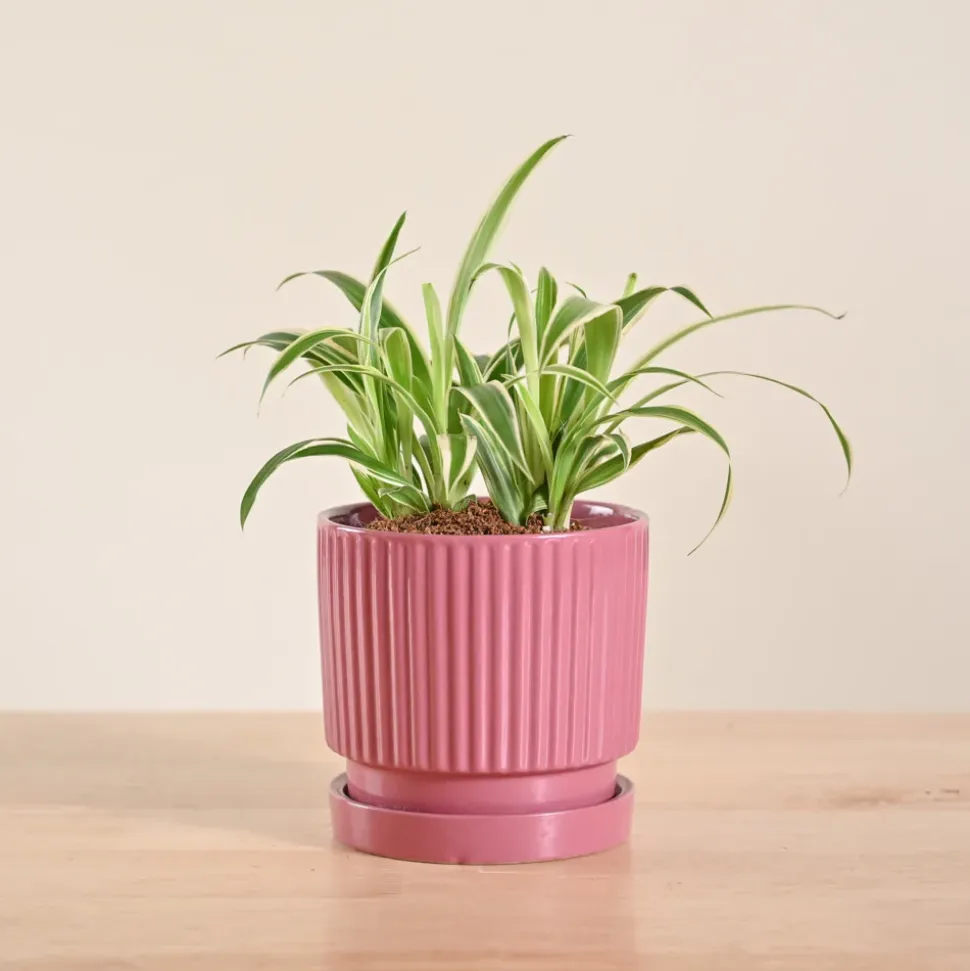 Chlorophytum Spider Plant