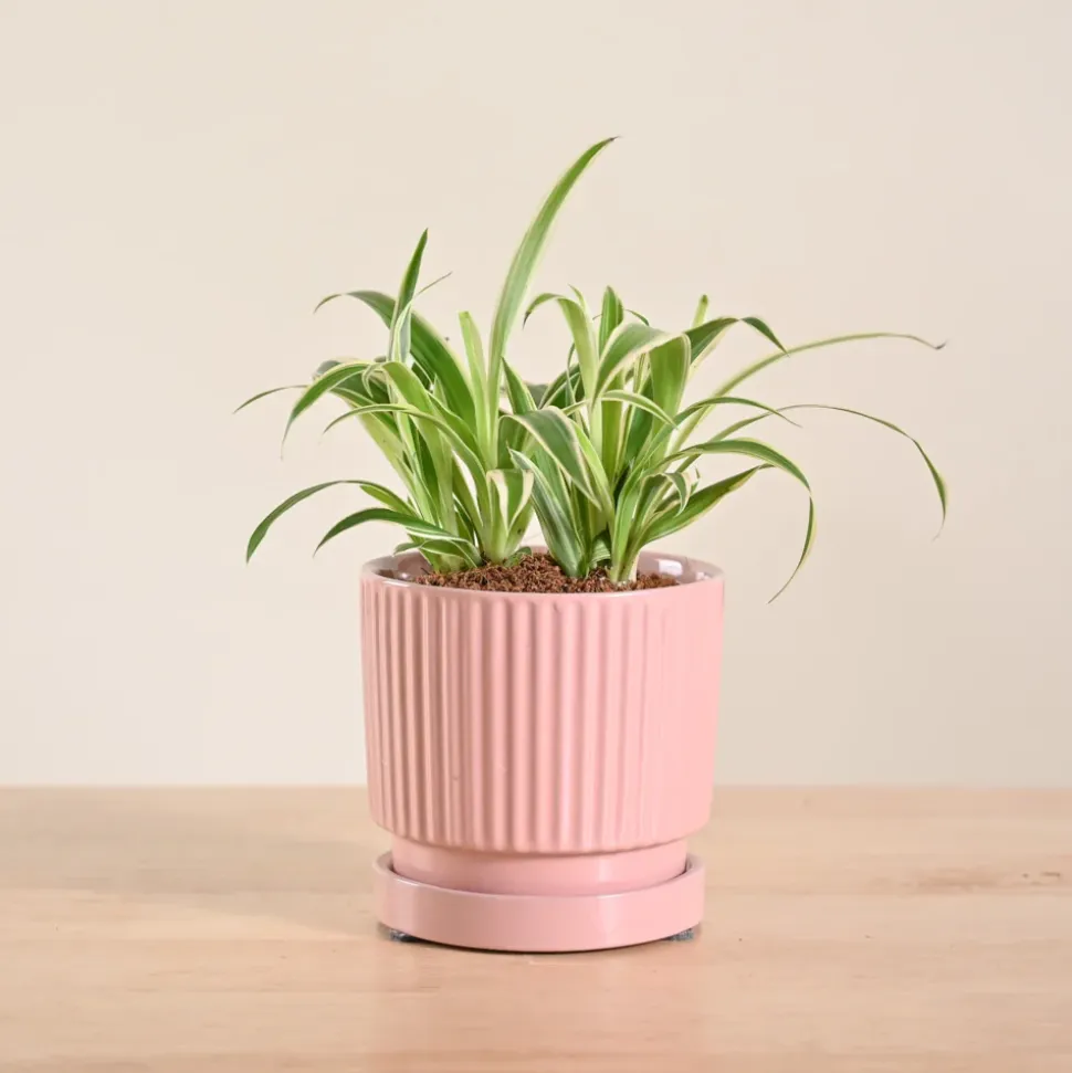 Chlorophytum Spider Plant