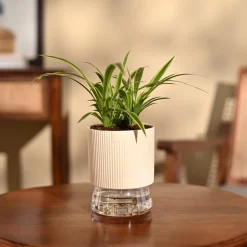 Chlorophytum Spider Plant