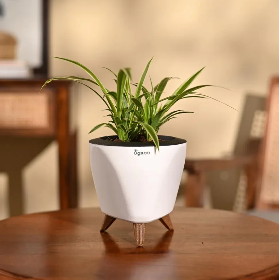 Chlorophytum Spider Plant