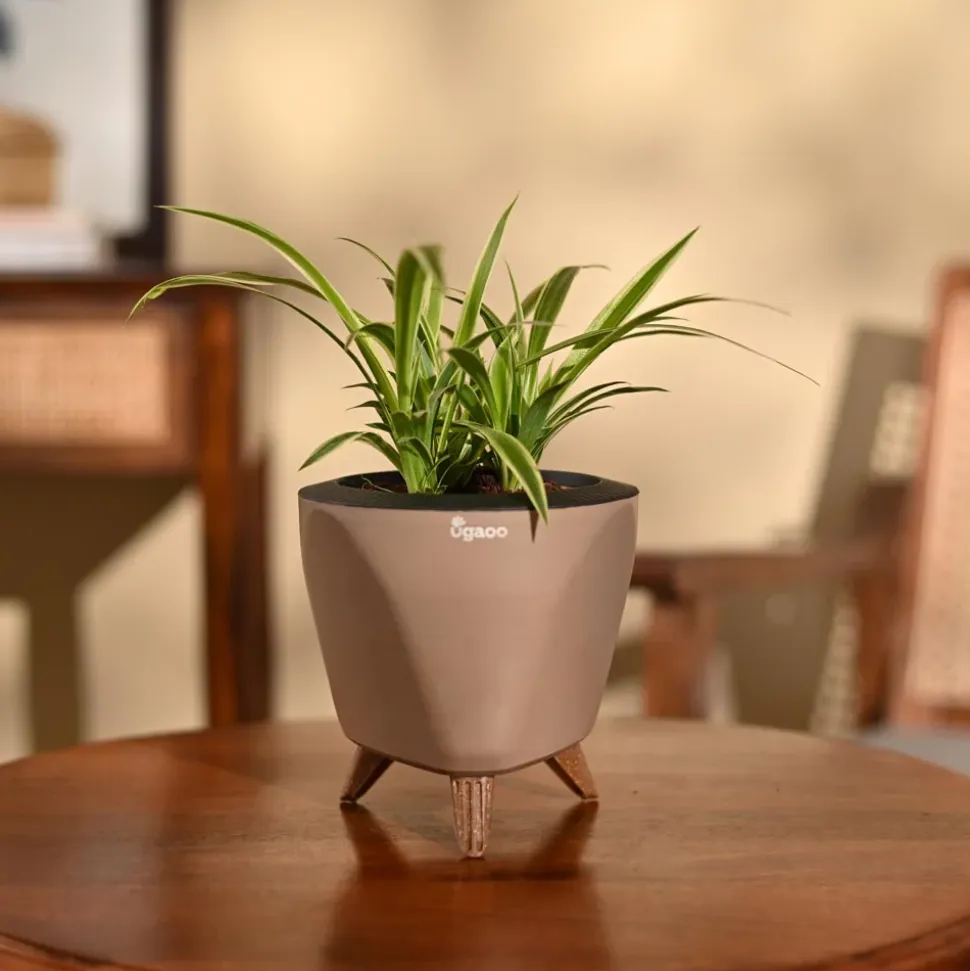 Chlorophytum Spider Plant