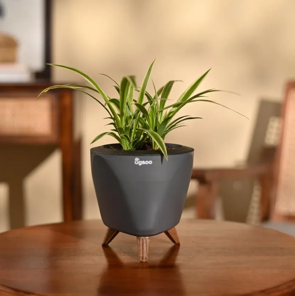 Chlorophytum Spider Plant
