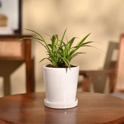 Chlorophytum Spider Plant