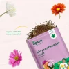 Chrysanthemum Mix Seeds