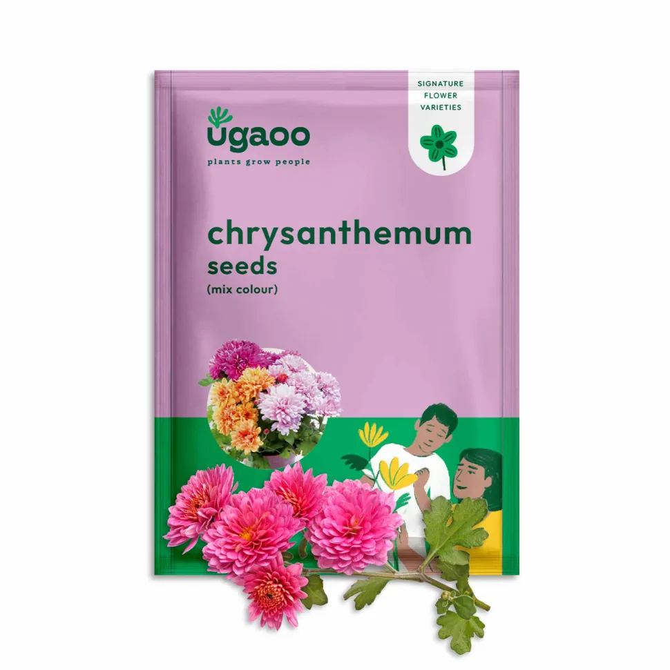 Chrysanthemum Mix Seeds