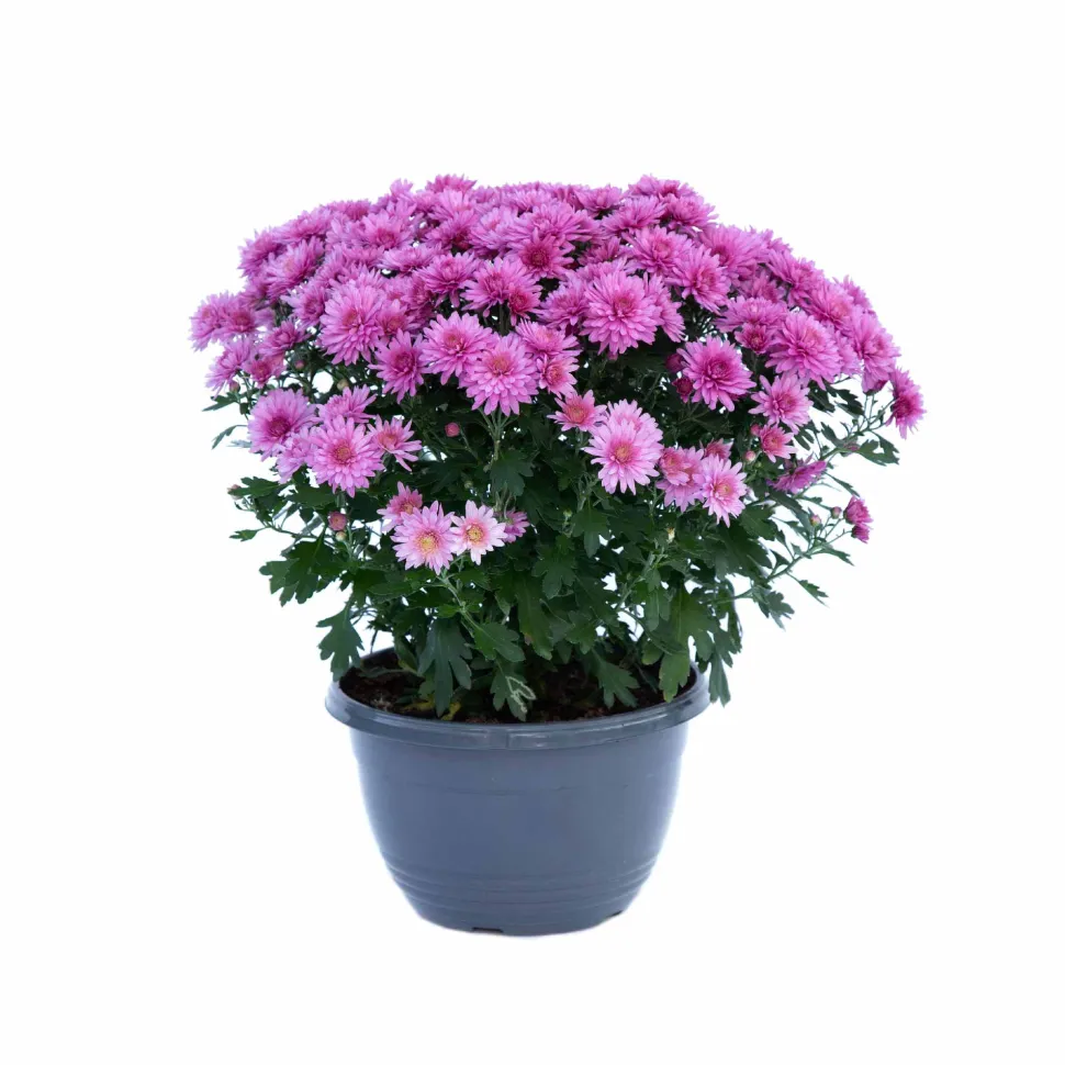 Chrysanthemum Mix Seeds