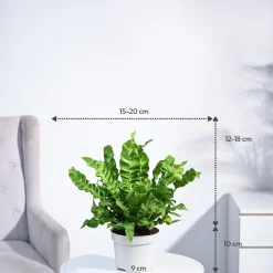 Cobra Fern Plant
