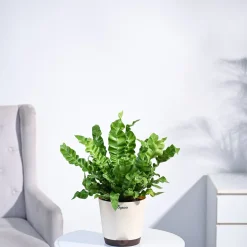 Cobra Fern Plant