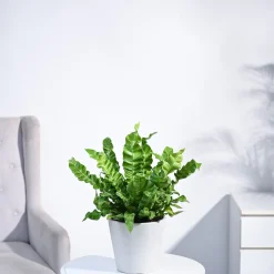Cobra Fern Plant