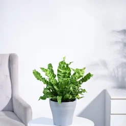 Cobra Fern Plant