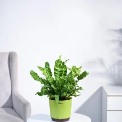 Cobra Fern Plant