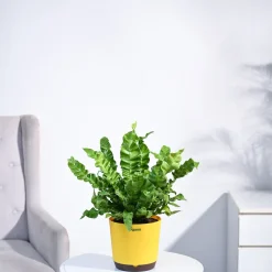 Cobra Fern Plant