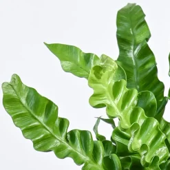 Cobra Fern Plant