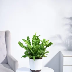 Cobra Fern Plant