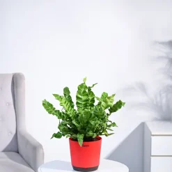 Cobra Fern Plant