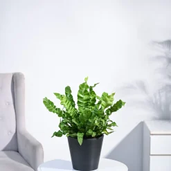 Cobra Fern Plant