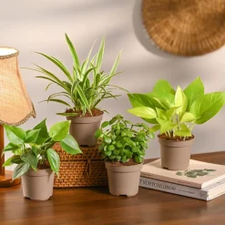 Combo of 4 Minimalist Plant Set