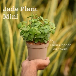 Combo of 4 Minimalist Plant Set