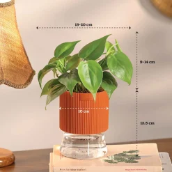 Combo of 4 Plant Set for Office Desk