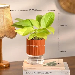 Combo of 4 Plant Set for Office Desk