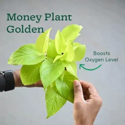 Combo of 4 Plant Set for Office Desk