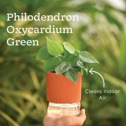 Combo of 4 Plant Set for Office Desk