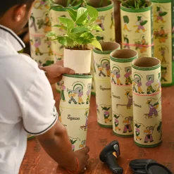 Combo of 4 Plant Set for Office Desk