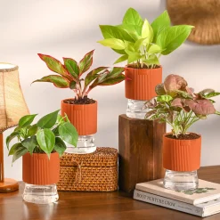Combo of 4 Plant Set for Office Desk