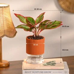 Combo of 4 Plant Set for Office Desk