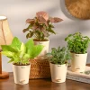 Combo of 4 Stylish Plant Set for Office Desk